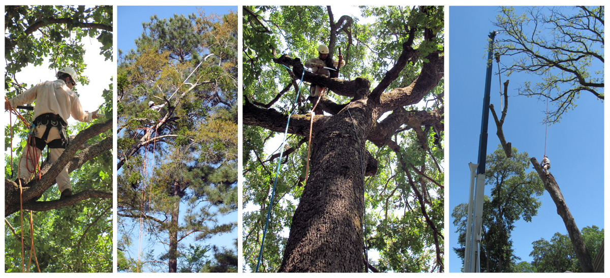 Arboreal Specialists Inc. 903-279-9934  The Tree Experts of East Texas