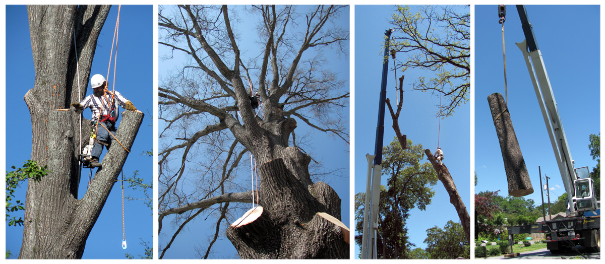 Reasons Why It's Recommended to Hire a Professional Tree Removal Company -  Briston Apartments