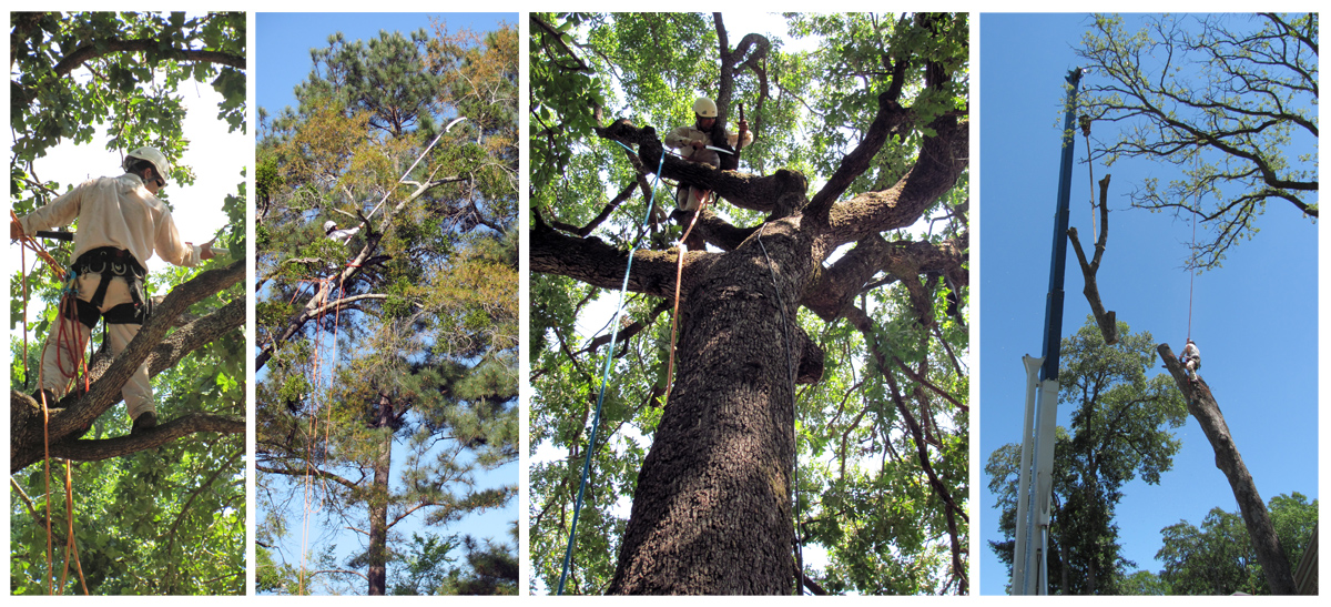 Arboreal Specialists Inc. 903-279-9934 The Tree Experts of East Texas