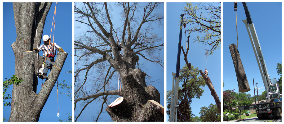 Arboreal Specialists Inc. 903-279-9934  The Tree Experts of East Texas